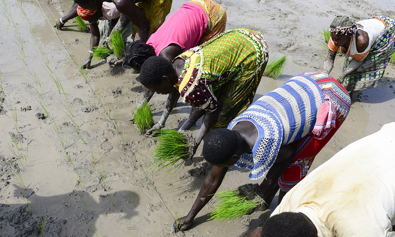 Picture 5 Rice production 2022